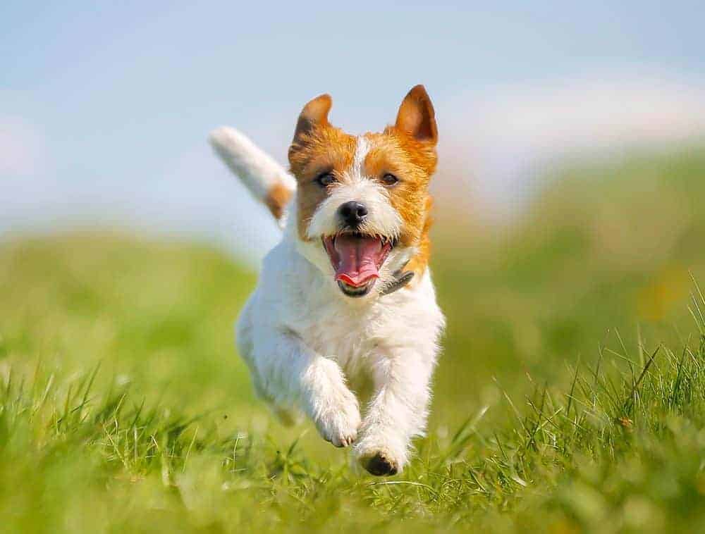 Featured image for Dog designs garden in world first