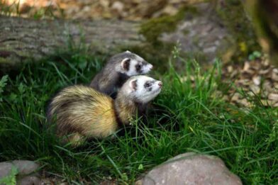 Two ferrets