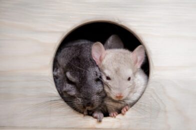 Two chinchillas