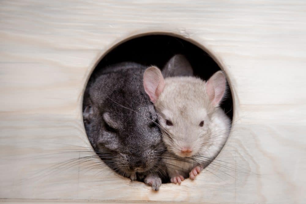 do chinchillas get along with dogs