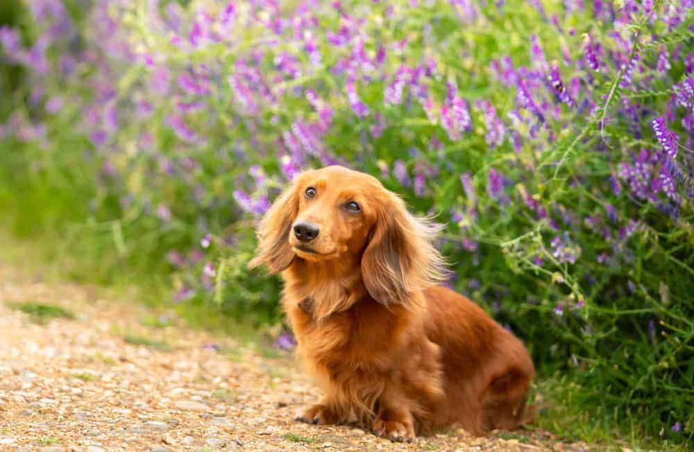 Small dog in the grass