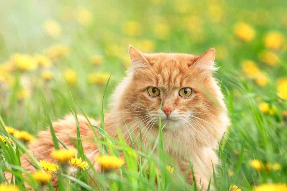 Cat in field