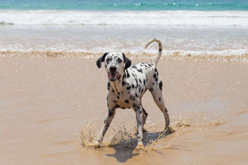 Where can I walk my dog?