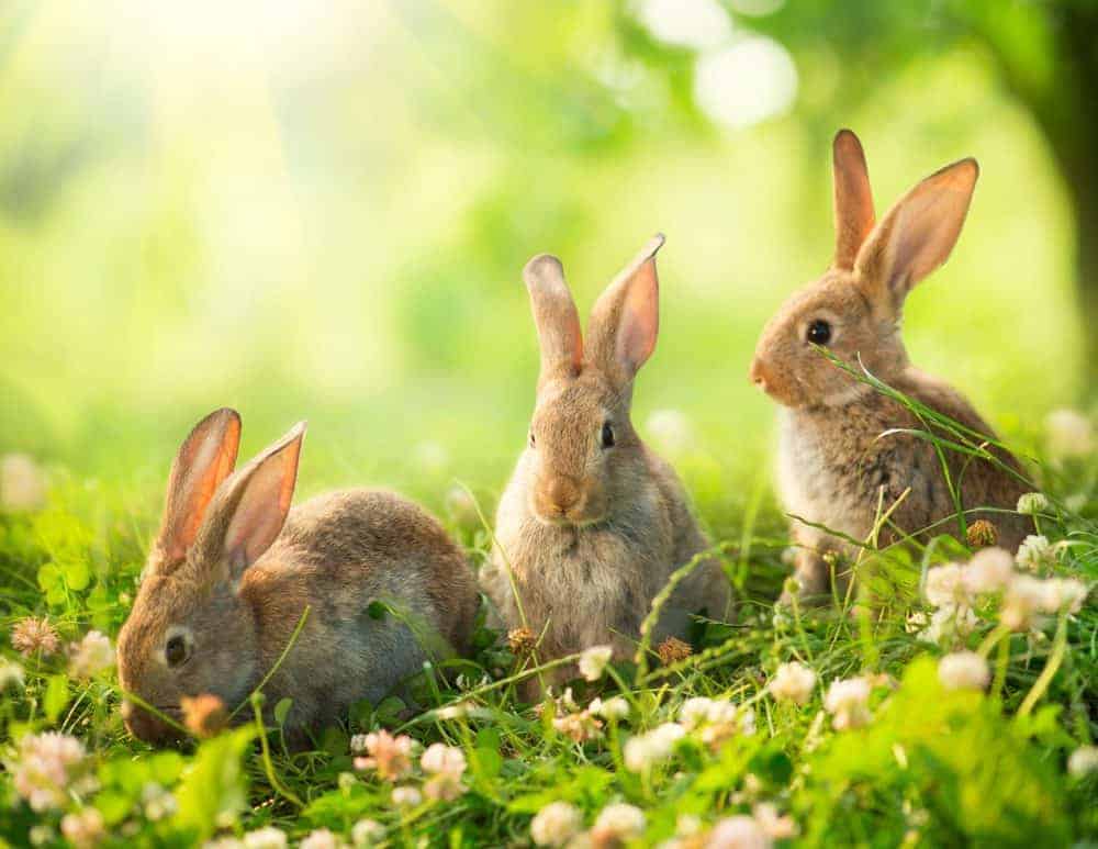 Three rabbits