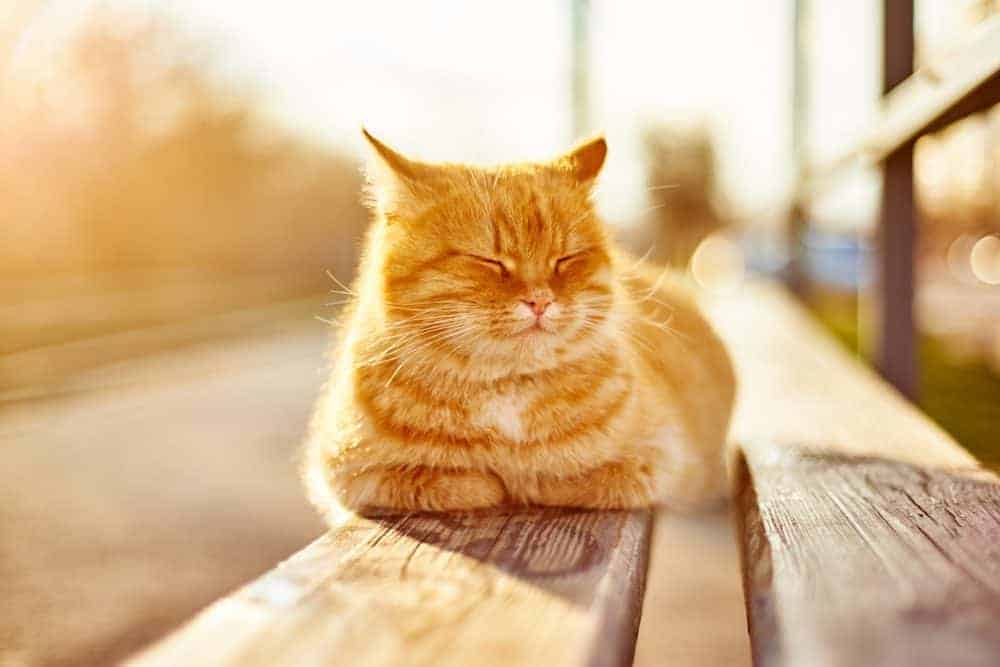 Ginger cat sat on a bench.
