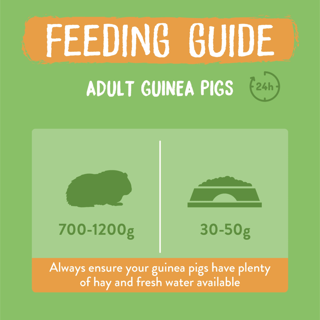 Picture of Excel Adult Guinea Pig Nuggets with Mint | Burgess Pet Care