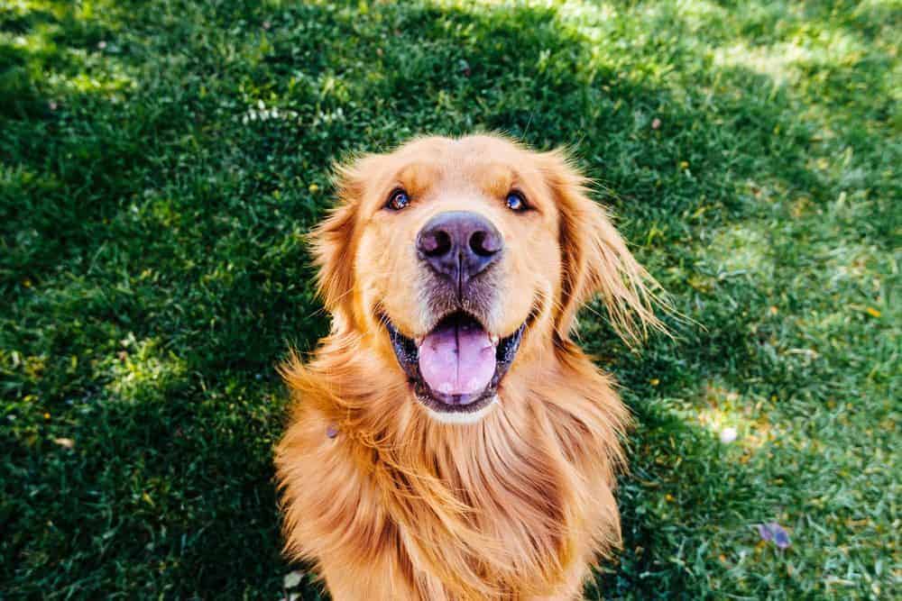 Golden dog sitting in the grass.