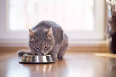 Cat eating from a bowl