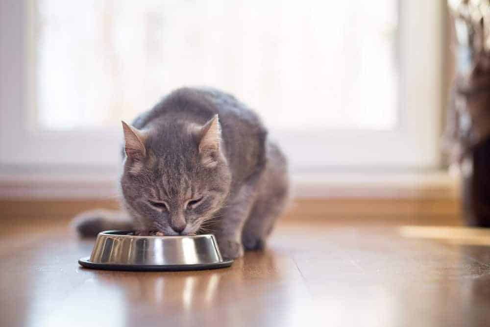 Cat eating from a bowl