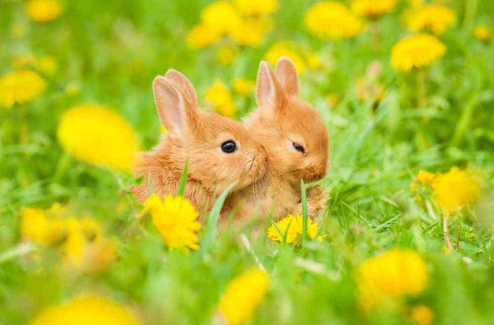 Two rabbits in a field