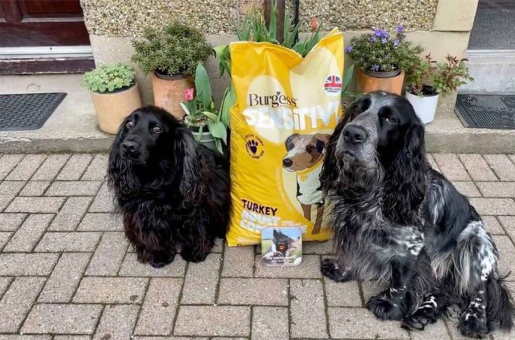 cocker spaniel sensitive stomach