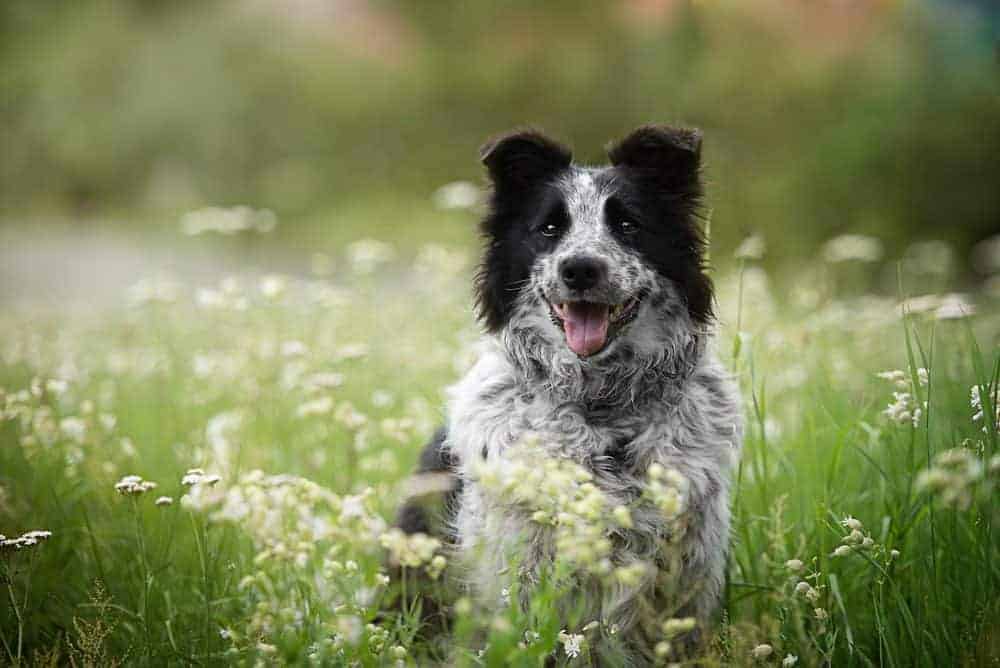 Happy border collie