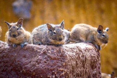 Three degus