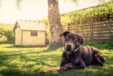 Dog in summer garden
