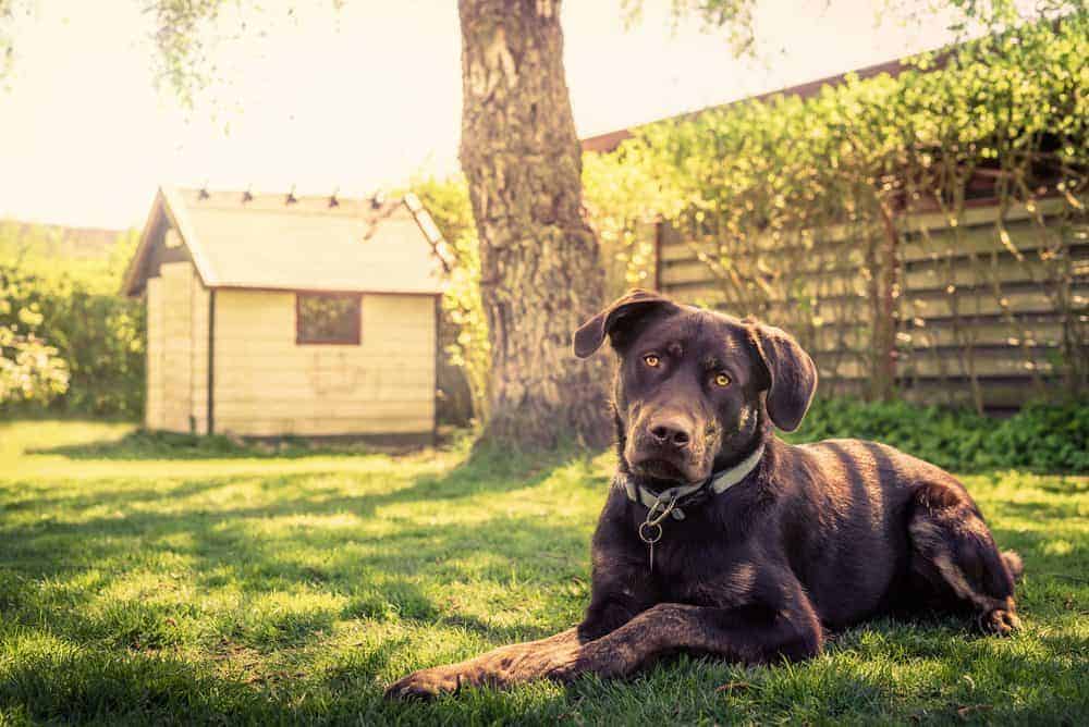 Dog in summer garden