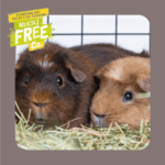 Muesli free company