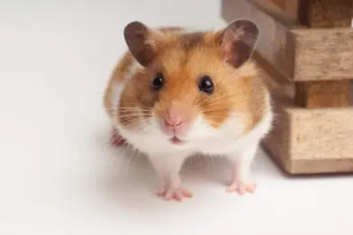 Hamster on a white background