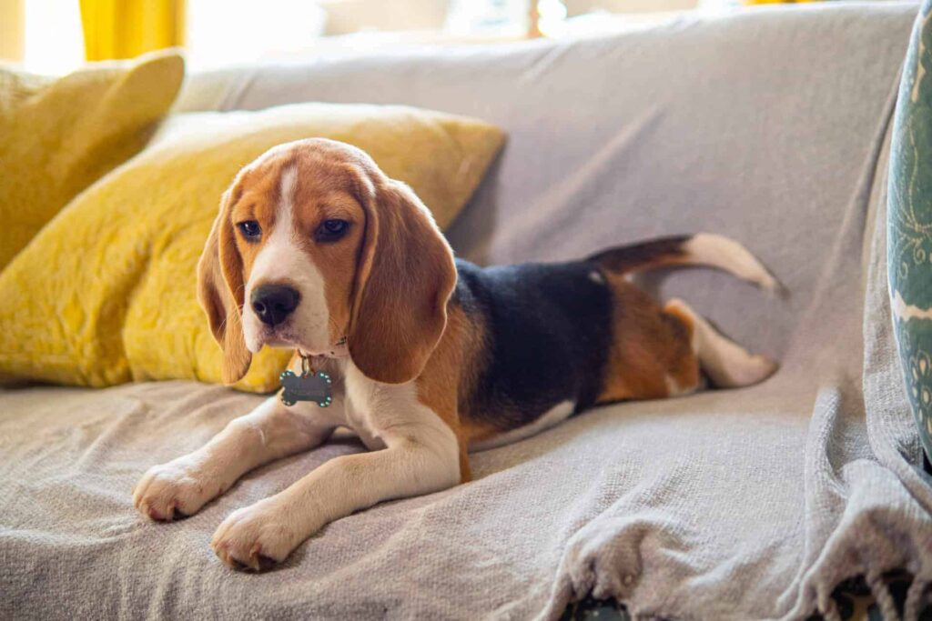 Belle the puppy sitting on a sofa