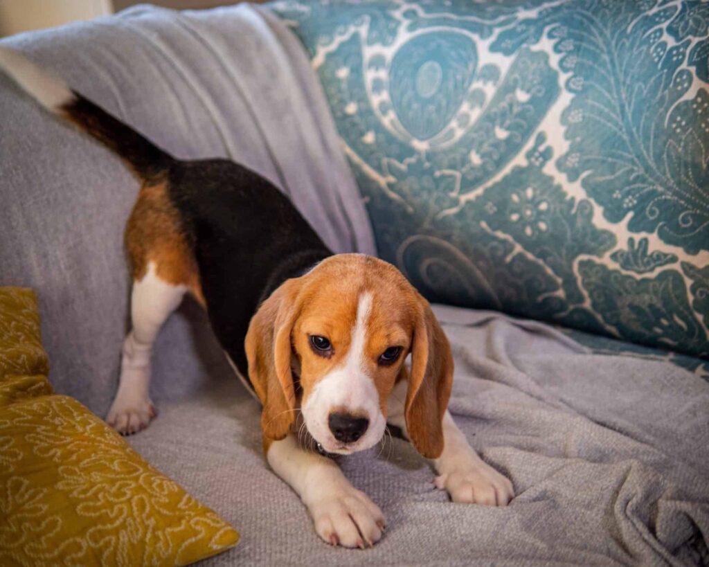 Belle the puppy playing