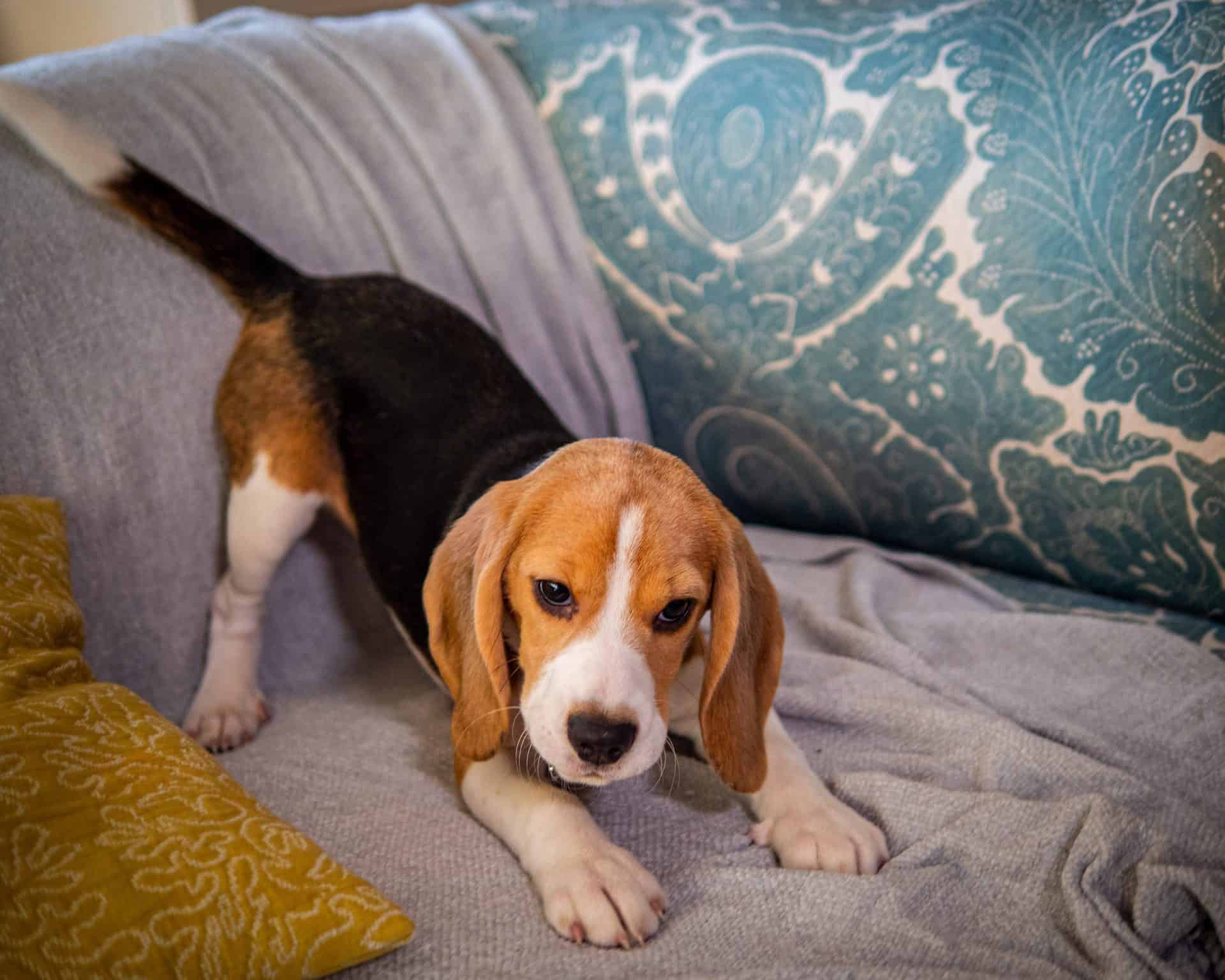 Belle the puppy playing