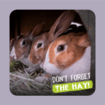 Image of rabbits eating hay. Don't forget the hay!