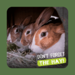 Image of rabbits eating hay. Don't forget the hay!