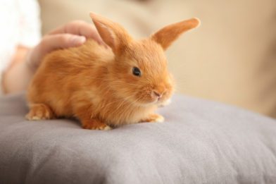 Bonding with a rabbit