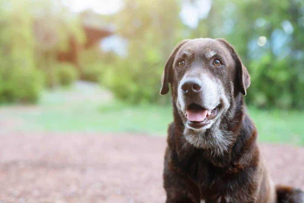 do happy dogs live longer