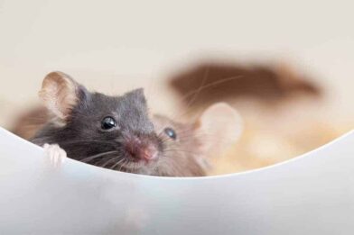 Photo of two mice