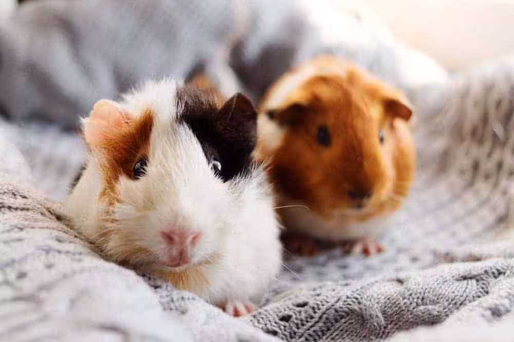 Featured image for How to hold a guinea pig