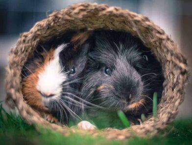 guinea pigs