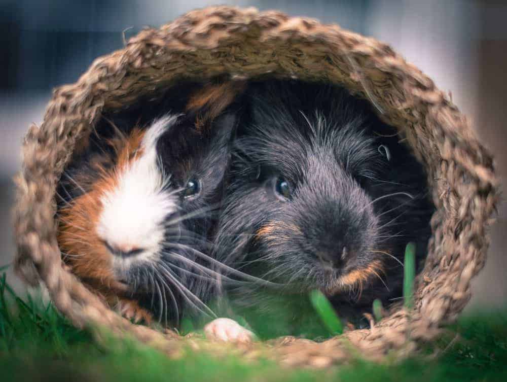 Guinea Pig Or Hamster? Which Is Right For You? Learn The 7 Key