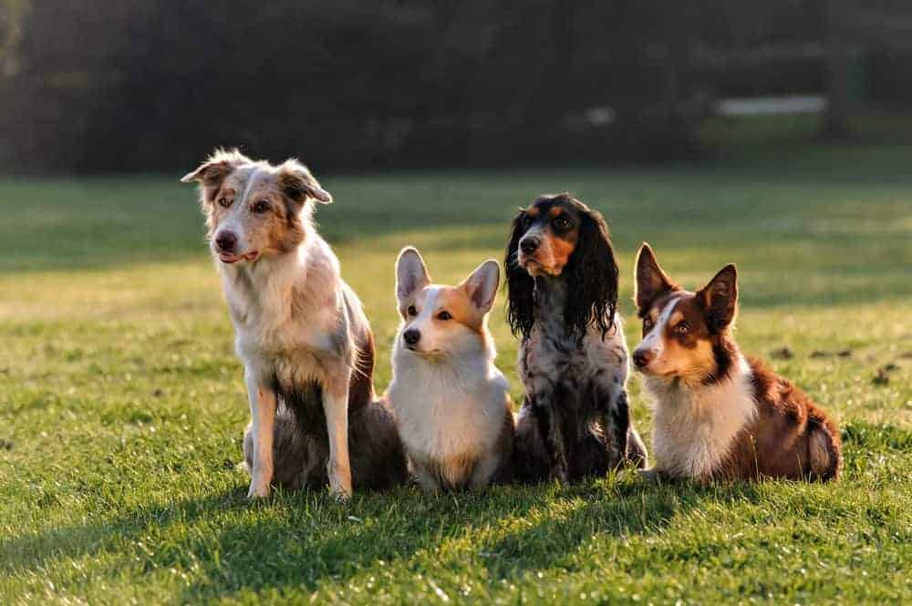 Genius dogs' can learn names of more than 100 toys, study finds, Animal  behaviour