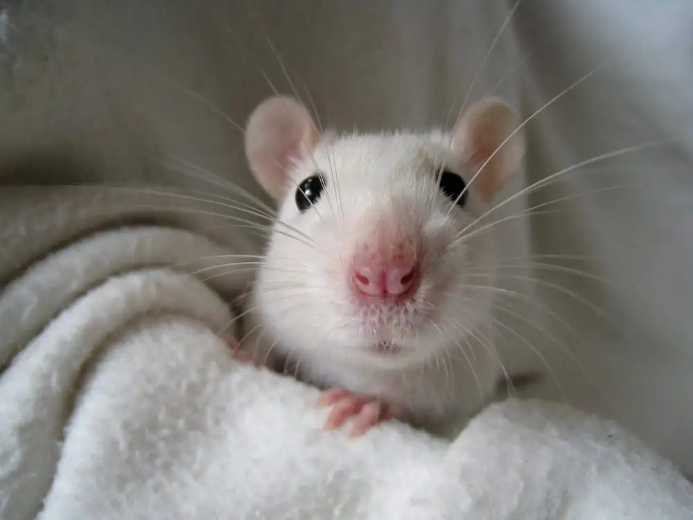 Rats Laugh, but Not Like Humans