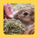 Stamping out selective feeding. Muesli Free Co.