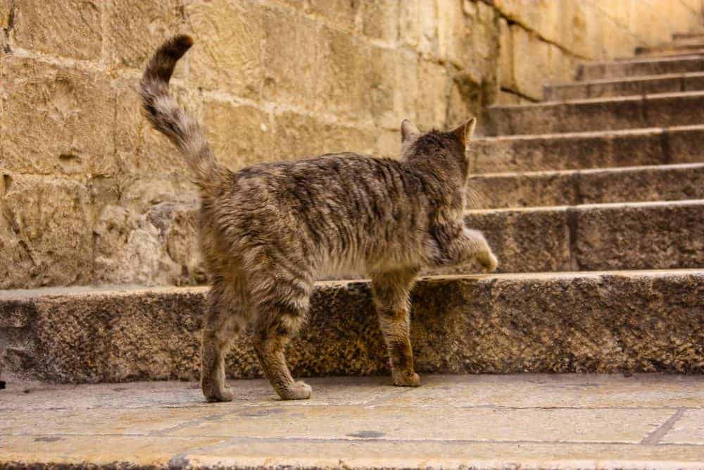 can cats find their way home from long distances