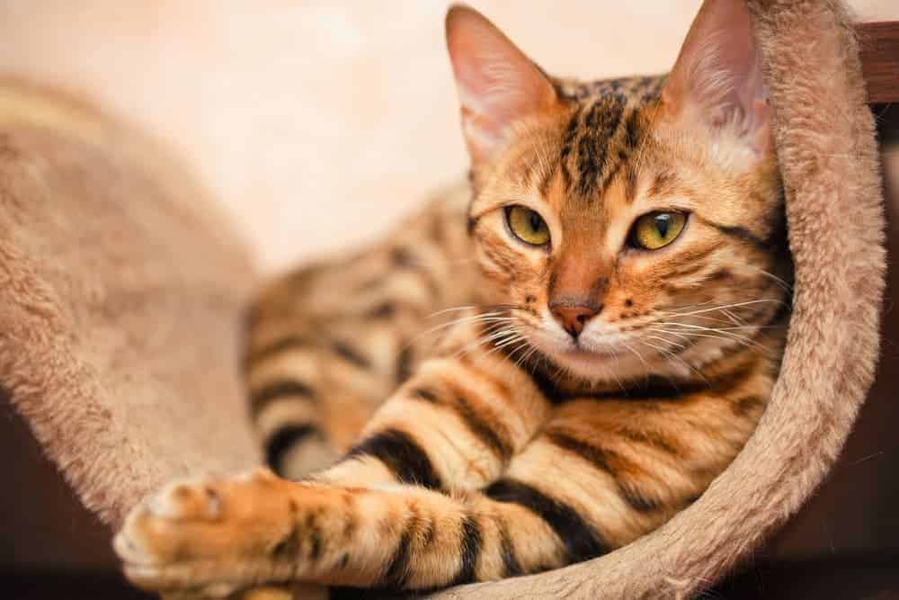 Cat lying in their bed