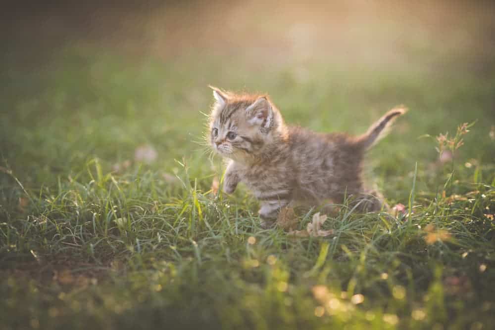 Kitten outside