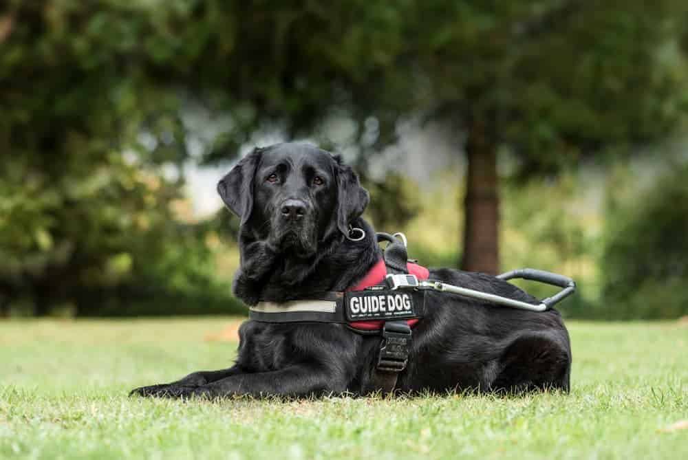 Guide dog