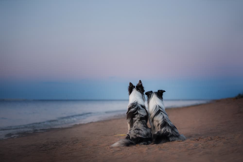 Two dogs on a beach