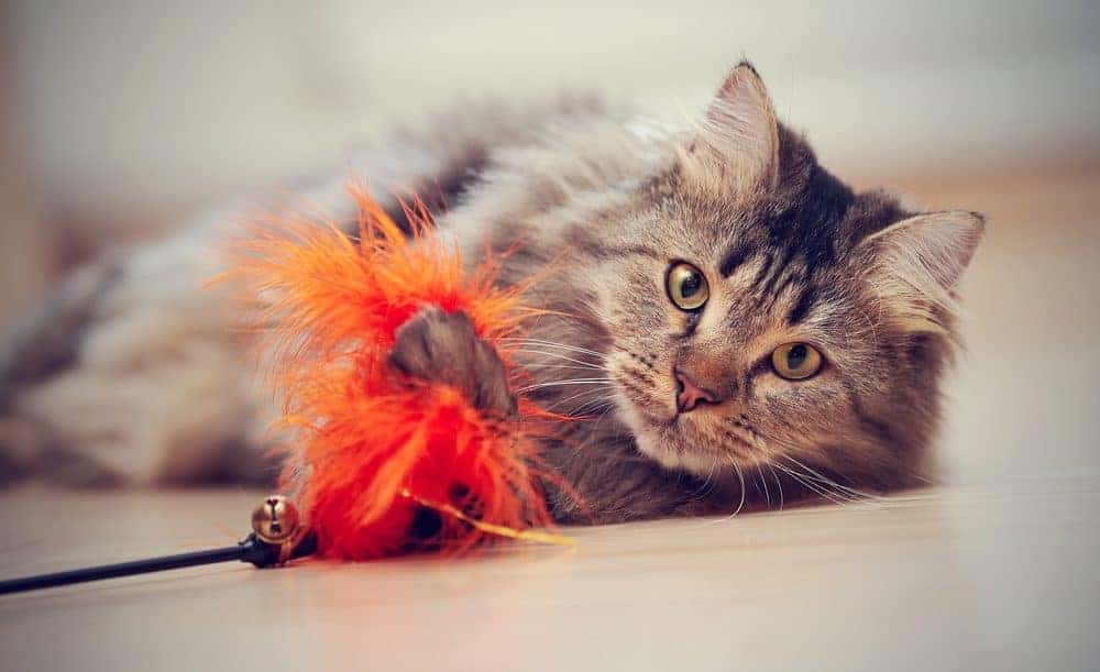 Play with this – not that! How to choose the best cat toys