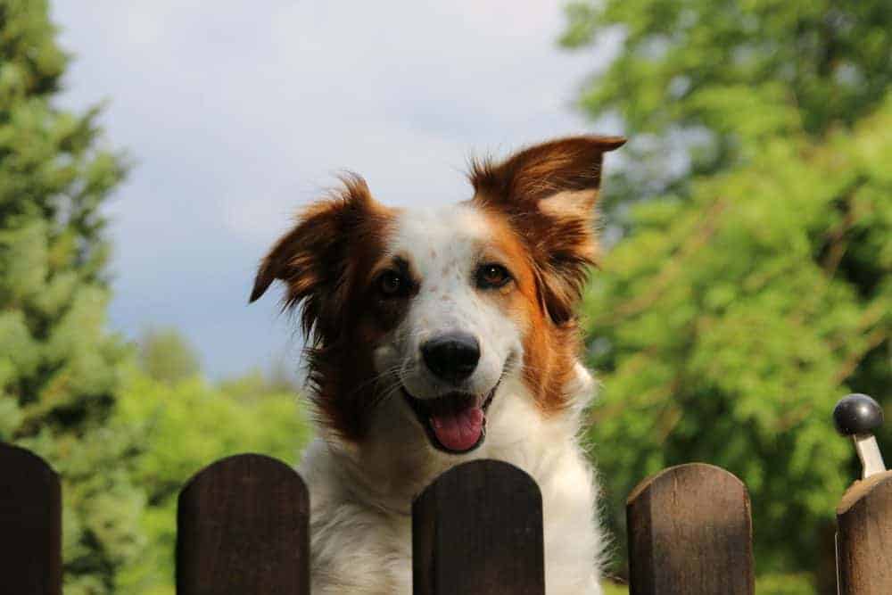 Dog looking over a fence