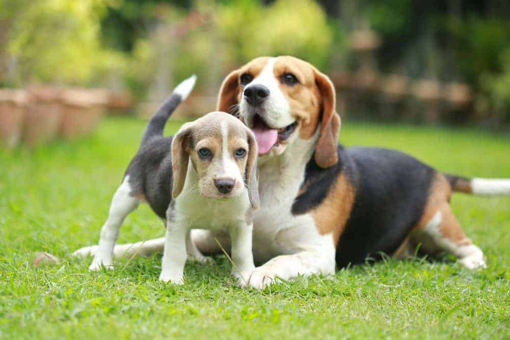 Adult dog and puppy
