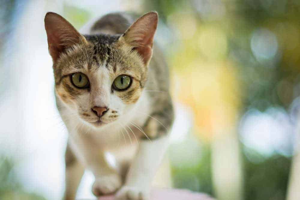 Curious Cat