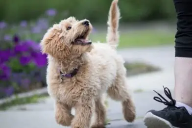 Dog looking at owner