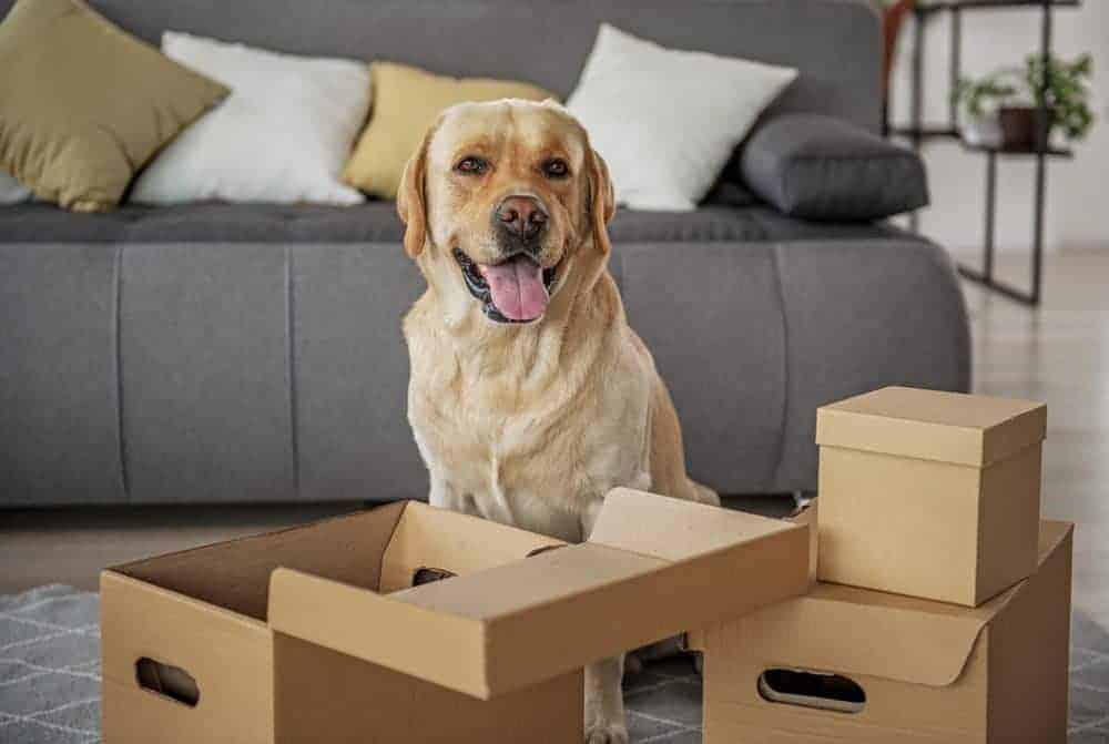 Dog with boxes moving house