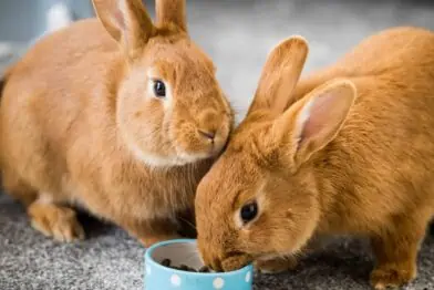 Rabbits eating nuggets