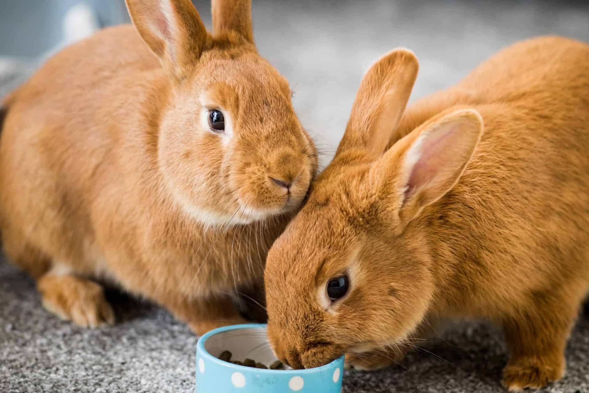 Rabbits eating nuggets