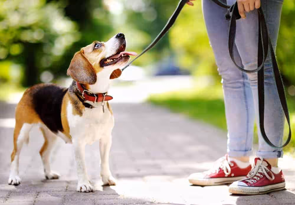 Featured image for Help your Beagle to love life