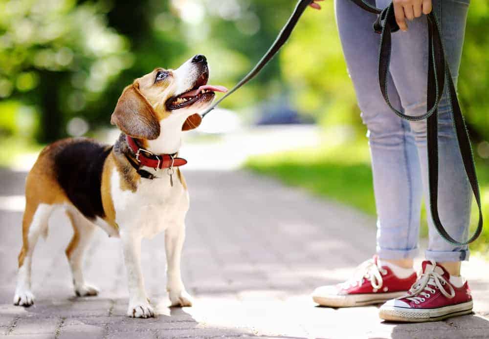 Beagle on a walk